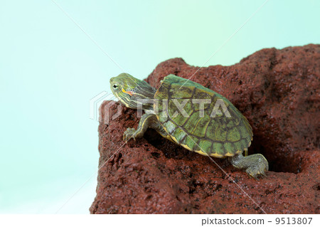 綠海龜 9513807