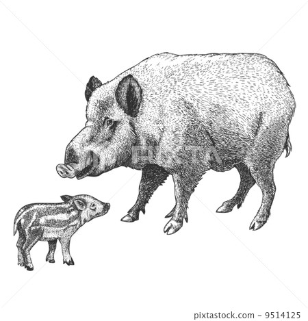 engraving boar and piglet 9514125
