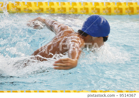 butterfly butterfly 9514367