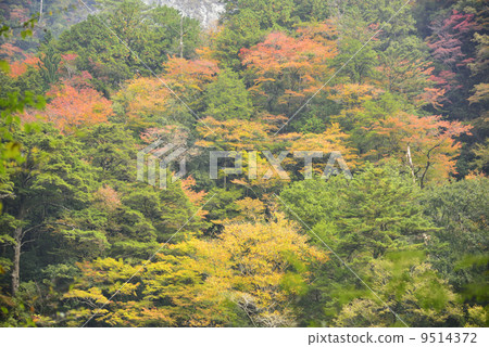 Yasu谷秋葉 Yasu谷秋葉 9514372