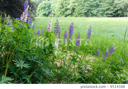 Purple flowers Purple flowers 9514386