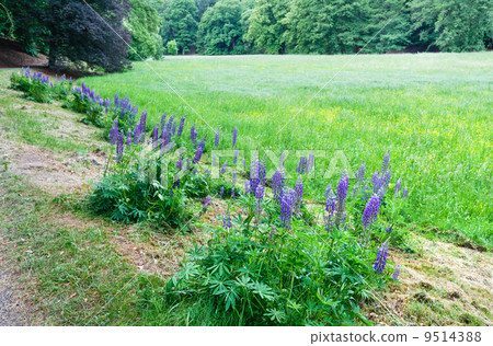 Purple flowers Purple flowers 9514388
