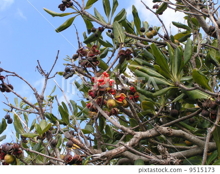 Tibera with many fruits ripening and 3 fissures, red seeds attached 9515173