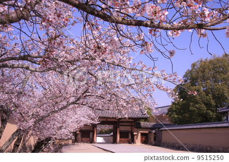 Horyuji(奈良)櫻花盛開在東大門 Horyuji(奈良)櫻花盛開在東大門 9515250