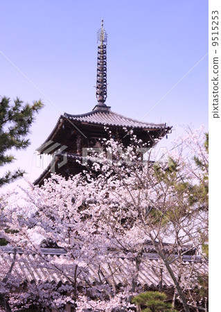 法隆寺（奈良）櫻花盛開在五層寶塔中 9515253