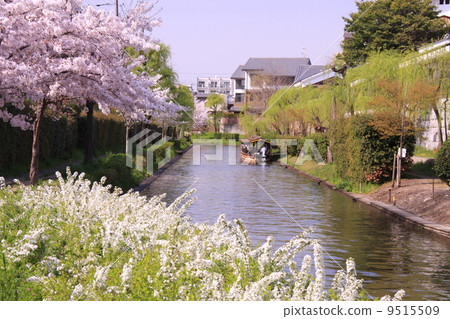 Cherry blossoms blooming in Fushimi canal 9515509