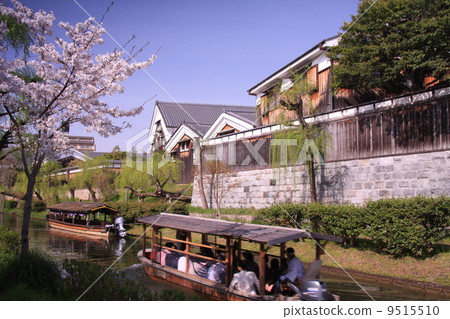 Cherry blossoms blooming in Fushimi canal 9515510