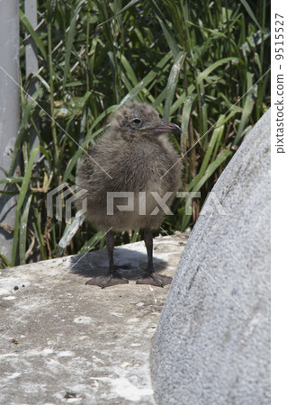 Umineko's chick Umineko's chick 9515527