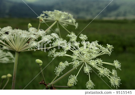 Shiyoudo Shiyoudo 9515545