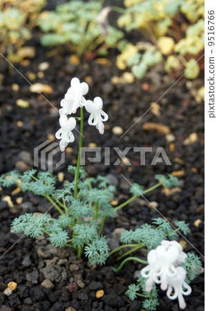 Cavusca白花 9516766