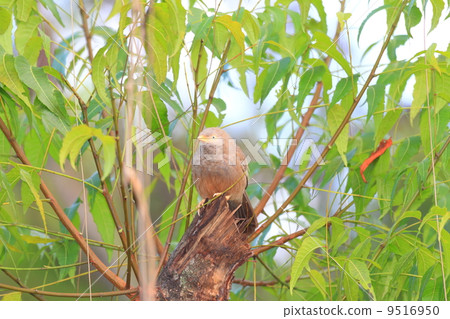 Kibashi yabu chimedri 9516950