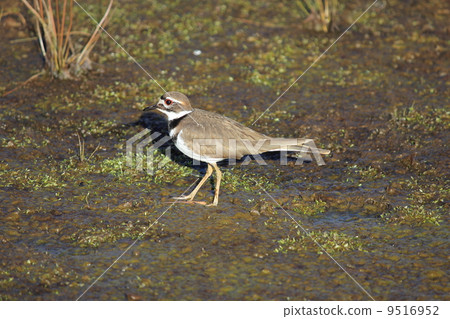 Chidori of Joshua Tree National Park 9516952
