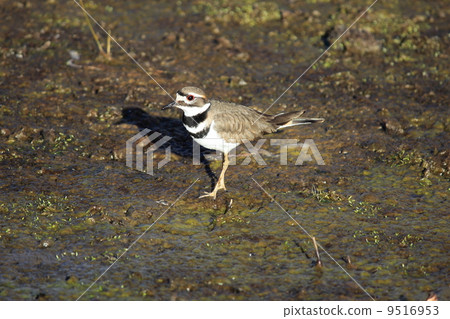 Chidori of Joshua Tree National Park 9516953