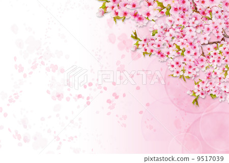 櫻花圖像背景 櫻花圖像背景 9517039