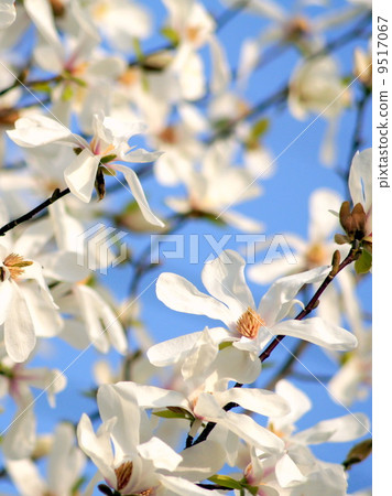 Kobushi shining in the blue sky: spicy (white) Kobushi shining in the blue sky: spicy (white) 9517067