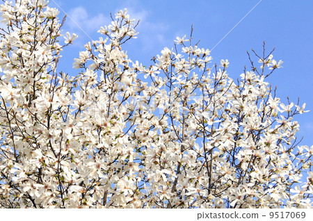 Kobushi shining in the blue sky: spicy (white) 9517069