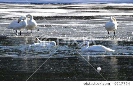 一隻洗澡的天鵝 一隻洗澡的天鵝 9517754