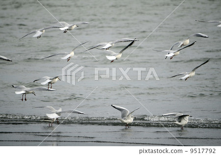 海鷗 海鷗 9517792