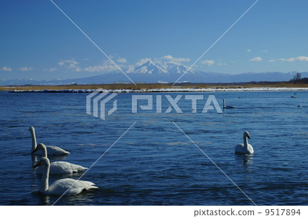 初冬的黎明（網走市） 9517894