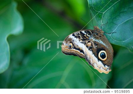 Butterfly on green leaf 9519895