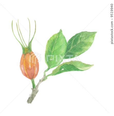 Fruit of gardenia Fruit of gardenia 9519940