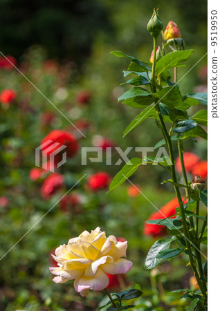 Garden roses 9519950