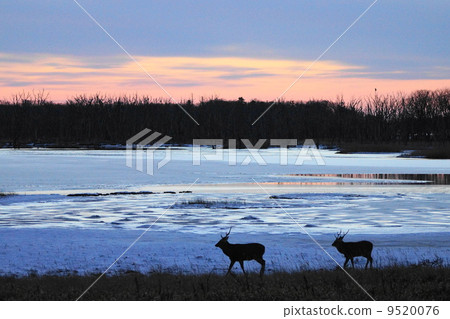 Winter nocturn peninsula where two deer walks (Oshawa-cho) Winter nocturn peninsula where two deer walks (Oshawa-cho) 9520076