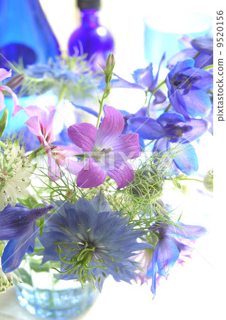 blue flower	 9520156