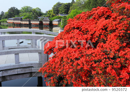 在長岡區的霧島杜鵑花 9520372