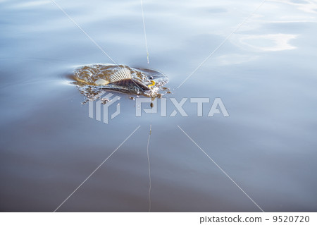 Fish on the hook Fish on the hook 9520720