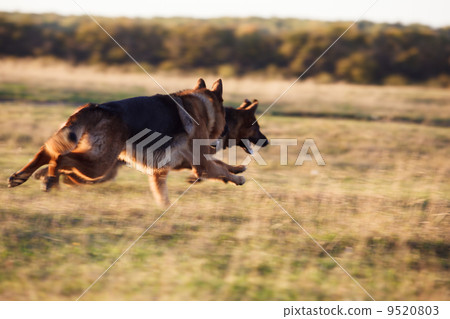 German Shepherd German Shepherd 9520803