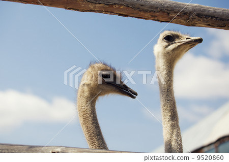 Ostrich head 9520860