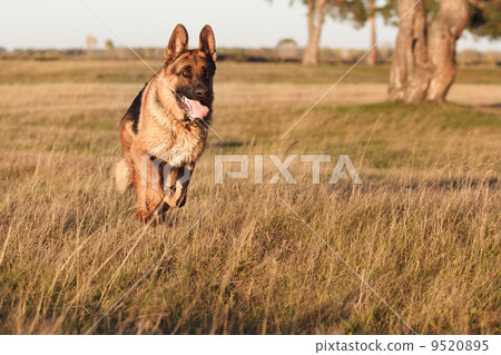 German Shepherd 9520895