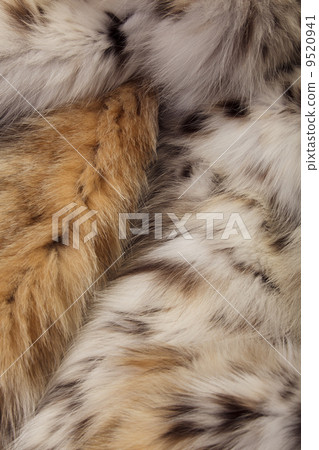 Lynx fur Lynx fur 9520941