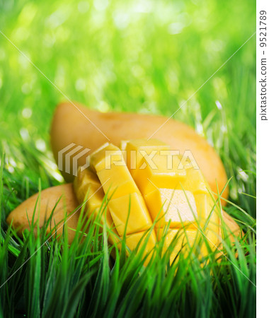 Yellow mango on green grass 9521789