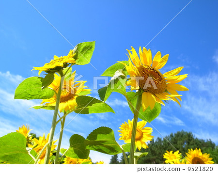 sunflower	 9521820