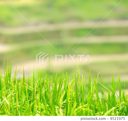 Green rice field 9521975