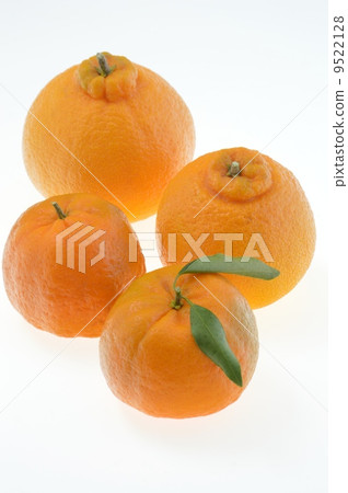柑橘 柑橘 9522128