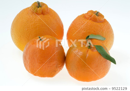柑橘 9522129