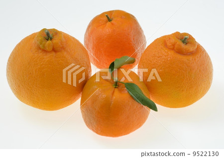 柑橘 柑橘 9522130