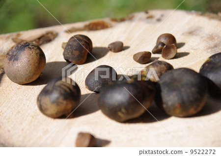 Camellia seeds 9522272