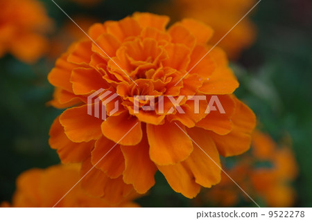 Marigold Marigold 9522278