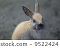 兔子抵押品 9522424