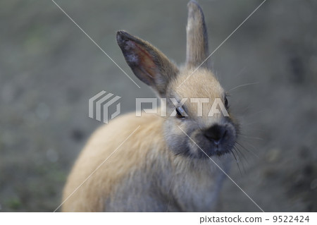 兔子抵押品 9522424
