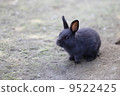 兔子黑 9522425