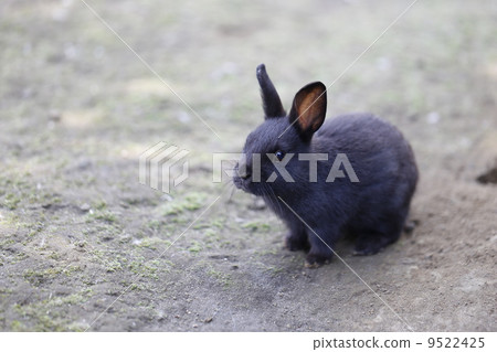 兔子黑 9522425