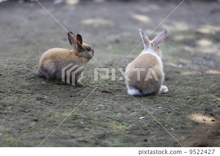 兩隻兔子在兔子後面 9522427
