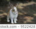 Usagi兔子 9522428