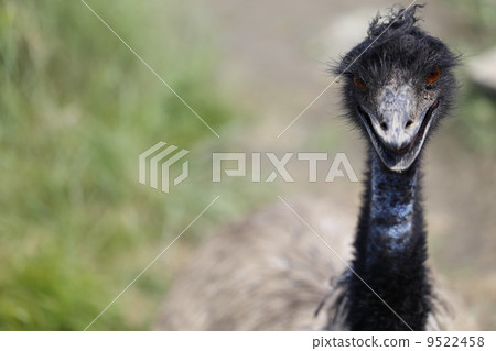 鴕鳥 9522458