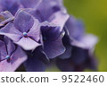 繡球 9522460
